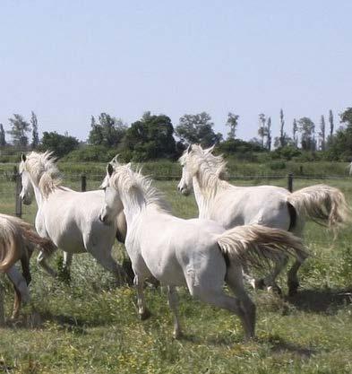 Sortie GNVR Paca-Ouest